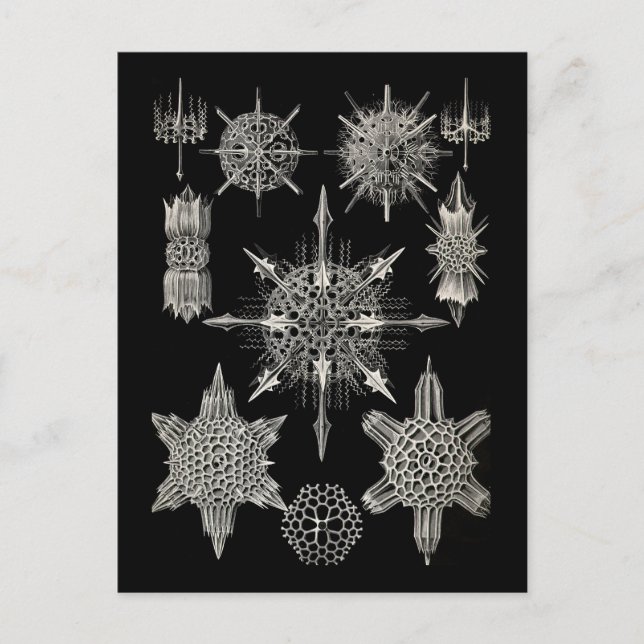 Ernst Haeckel | Acanthophracta Postcard (Front)