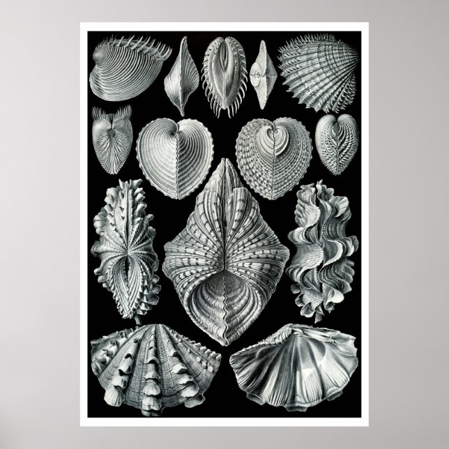 ERNST HAECKEL : Acephala, Poster d'art de qualité (Devant)