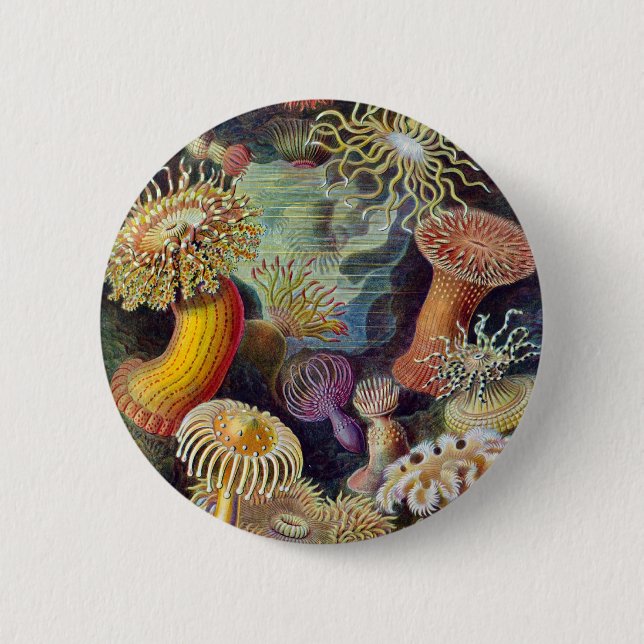 Ernst Haeckel - Actiniae 2 Inch Round Button (Front)