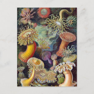 Ernst Haeckel - Actiniae Postcard
