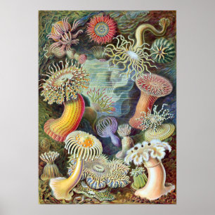 Ernst Haeckel Actiniae Poster
