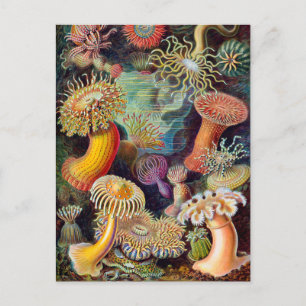 Ernst Haeckel Actiniaea sea anemone Postcard