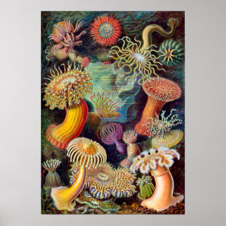 Ernst Haeckel Actiniaea sea anemone Poster