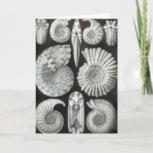 Ernst Haeckel — Ammonitide Card