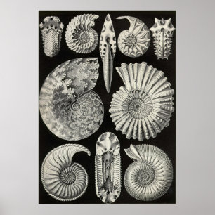 Ernst Haeckel — Ammonitide Poster