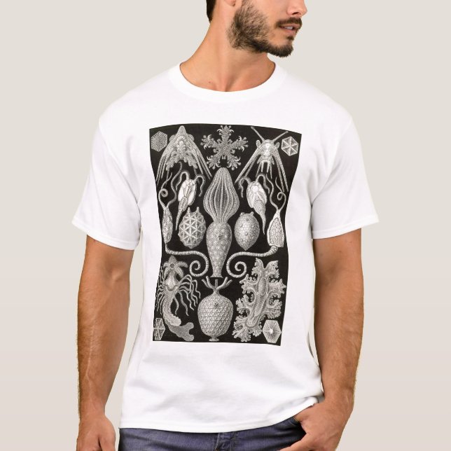 Ernst Haeckel - Amphoridea T-Shirt (Front)