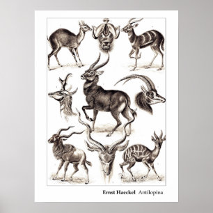 Ernst Haeckel Antilopina with Border Poster