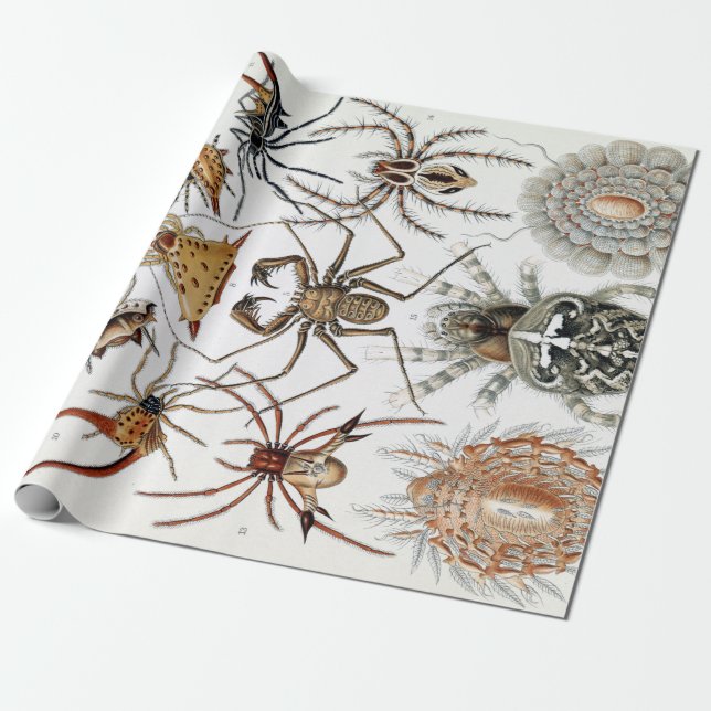 Ernst Haeckel Arachnida Spiders Poster Wrapping Paper (Unrolled)