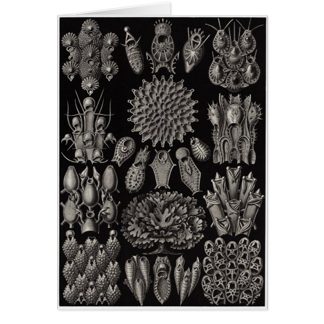Ernst Haeckel Art Card: Bryozoa (Front)
