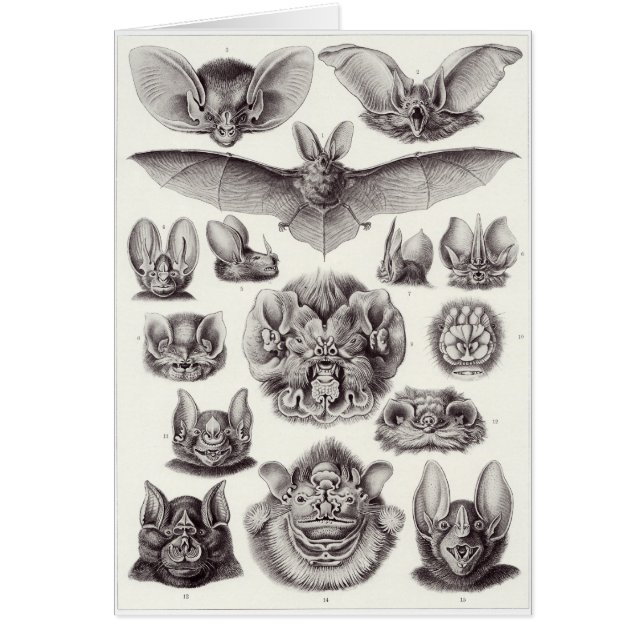 Ernst Haeckel Art Card: Chiroptera (Front)