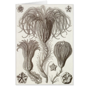 Ernst Haeckel Art Card: Crinoidea