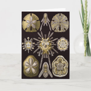 Ernst Haeckel Art Card Echinidea