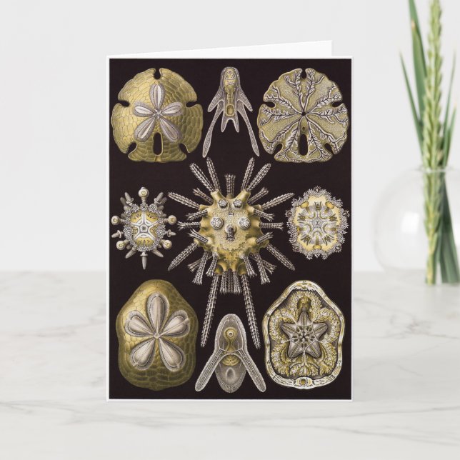 Ernst Haeckel Art Card: Echinidea Card (Front)