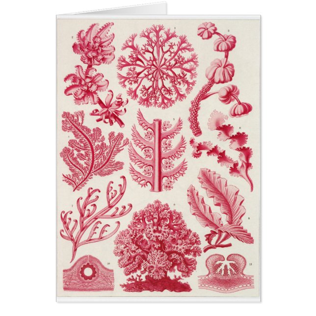 Ernst Haeckel Art Card: Florideae (Front)