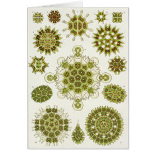 Ernst Haeckel Art Card: Melethallia