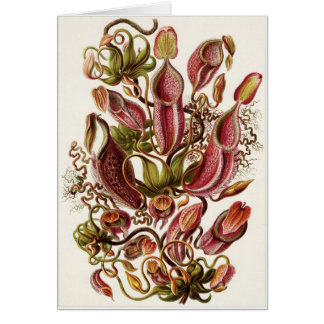 Ernst Haeckel Art Card: Nepenthaceae