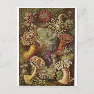 Ernst Haeckel Art Carte postale : Actiniae