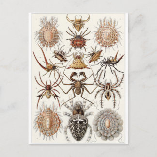 Ernst Haeckel Art Carte postale : Arachnida