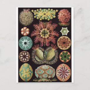 Ernst Haeckel Art Carte postale : Ascidiae