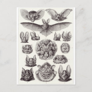 Ernst Haeckel Art Carte postale : Chiroptera