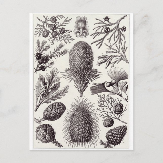 Ernst Haeckel Art Carte postale : Coniferae (Devant)