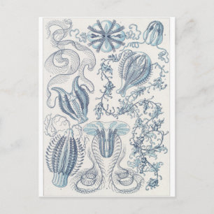 Ernst Haeckel Art Carte postale : Ctenophore