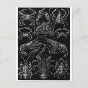 Ernst Haeckel Art Carte postale : Decapoda