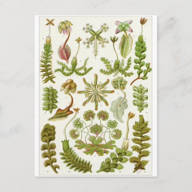 Ernst Haeckel Art Carte postale : Hepaticae (Devant)