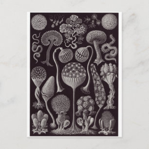 Ernst Haeckel Art Carte postale : Mycétozoa