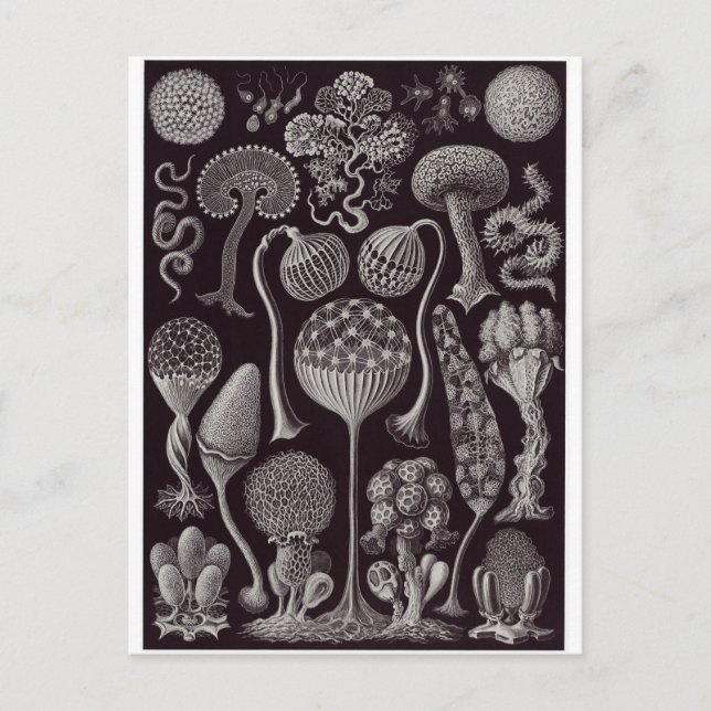 Ernst Haeckel Art Carte postale : Mycetozoa (Devant)