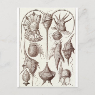 Ernst Haeckel Art Carte postale : Peridinea