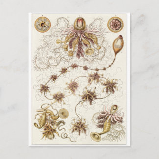 Ernst Haeckel Art Carte postale : Siphonophorae