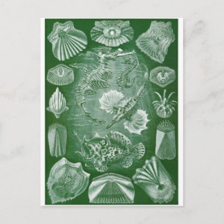 Ernst Haeckel Art Carte postale : Teleostei