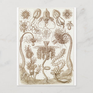 Ernst Haeckel Art Carte postale : Tubulaire