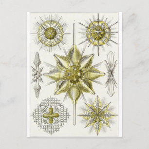 Ernst Haeckel Art Postcard: Acanthometra Postcard
