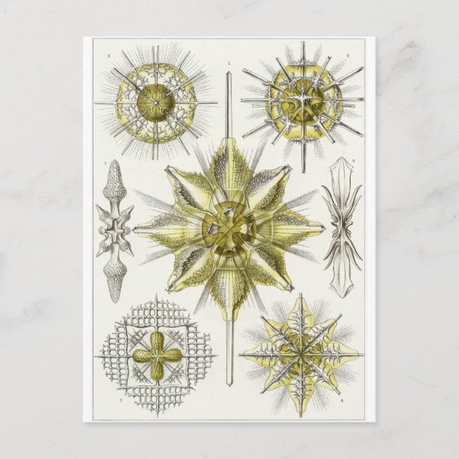 Ernst Haeckel Art Postcard: Acanthometra Postcard (Front)
