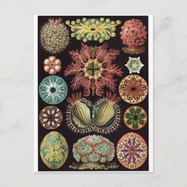 Ernst Haeckel Art Postcard: Ascidiae Postcard (Front)