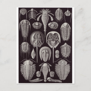 Ernst Haeckel Art Postcard: Aspidonia Postcard