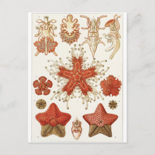 Ernst Haeckel Art Postcard: Asteridea Postcard