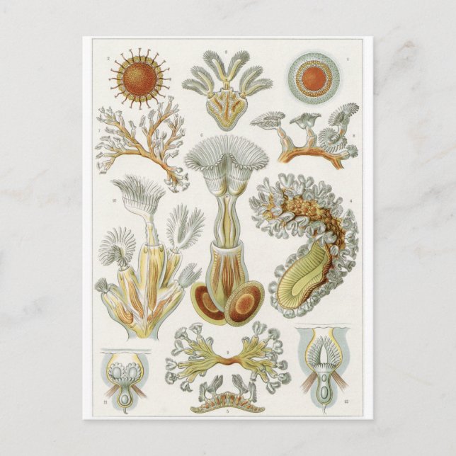 Ernst Haeckel Art Postcard: Bryozoa Postcard (Front)