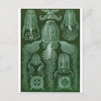 Ernst Haeckel Art Postcard: Cubomedusae Postcard