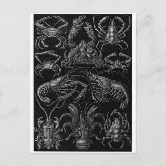 Ernst Haeckel Art Postcard: Decapoda Postcard