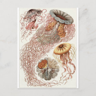 Ernst Haeckel Art Postcard: Discomedusae Postcard