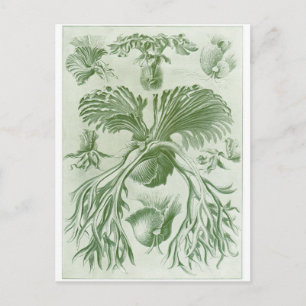 Ernst Haeckel Art Postcard: Filicinae Postcard
