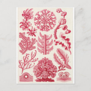 Ernst Haeckel Art Postcard: Florideae Postcard