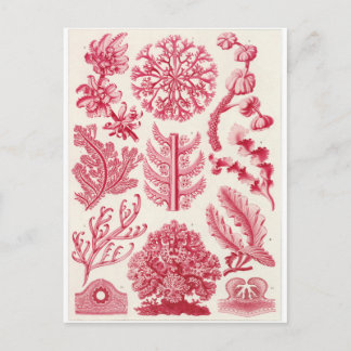 Ernst Haeckel Art Postcard: Florideae Postcard
