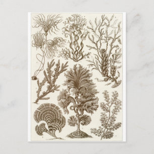 Ernst Haeckel Art Postcard: Fucoideae Postcard