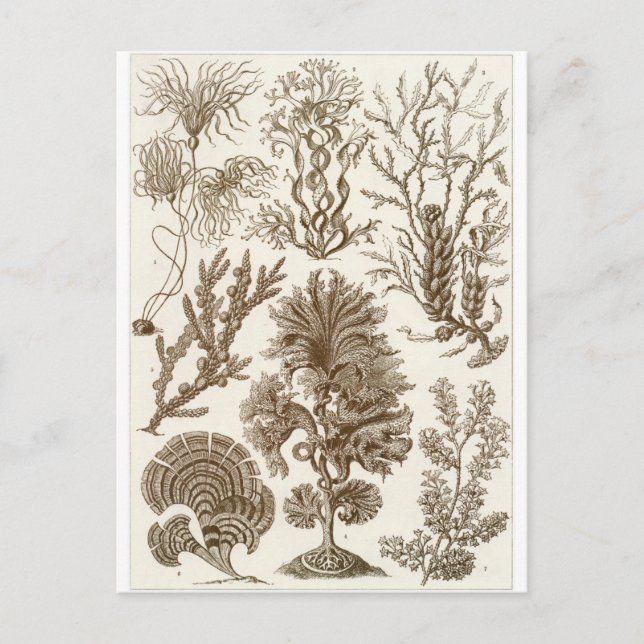 Ernst Haeckel Art Postcard: Fucoideae Postcard (Front)