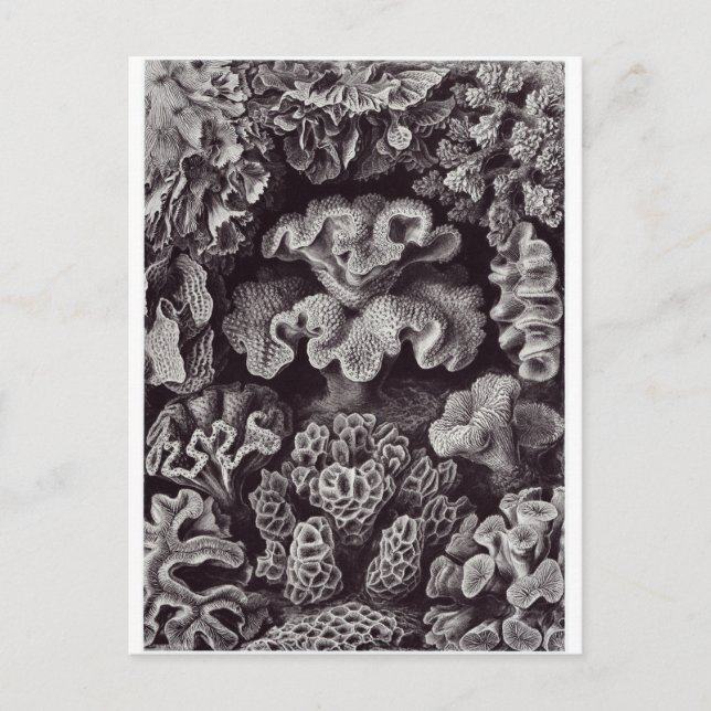 Ernst Haeckel Art Postcard: Hexacoralla Postcard (Front)