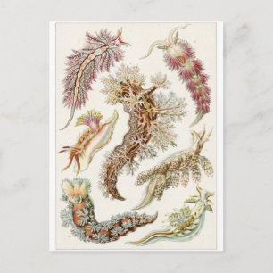 Ernst Haeckel Art Postcard: Nudibranchia Postcard